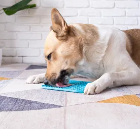 Why Do Dogs Lick Things