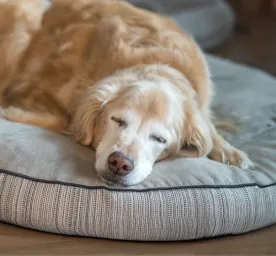 Why Do Dogs Sleep So Much