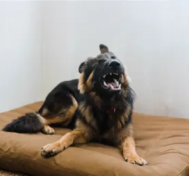 Why Do Dogs Sneeze