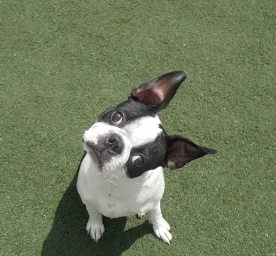 Why Do Dogs Tilt Their Heads