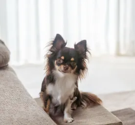 Why Does My Dog Stare at Me