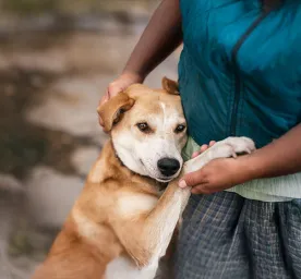 Why are dogs so loyal