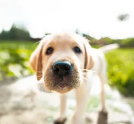 Why do dogs have whiskers