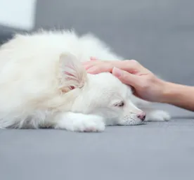 Worms in Dogs