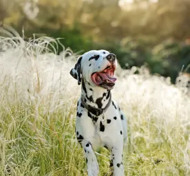 Utility Dog Breeds: Everything You Need to Know