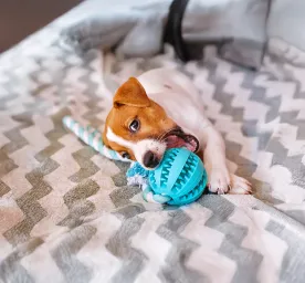 What Can Dogs Chew On?