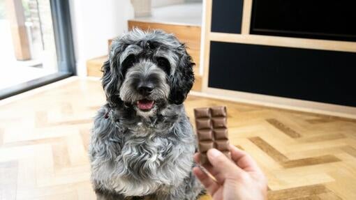 owner holding bar of chocolate in front of dog
