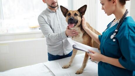 German Shepherd at the vets