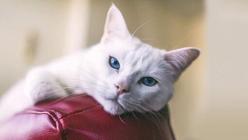 Turkish Angora cat with blue eyes on red leather sofa