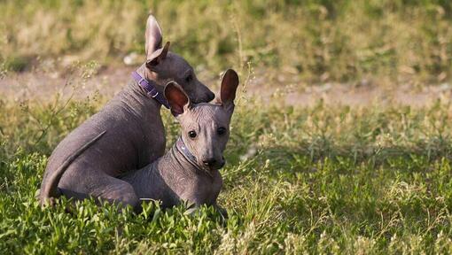 Two Xoloitzcuintli dogs lying on the grass.