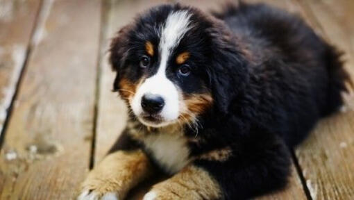 Bernese Mountain Dog puppy lying down