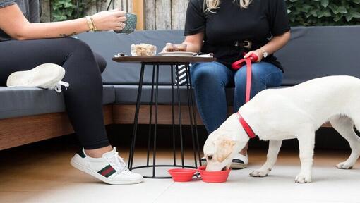 labrador puppy drinking water under cafe table