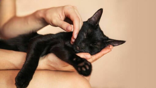 Black kitten in owners hands asleep.