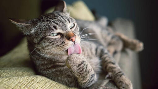 Cat licking paw