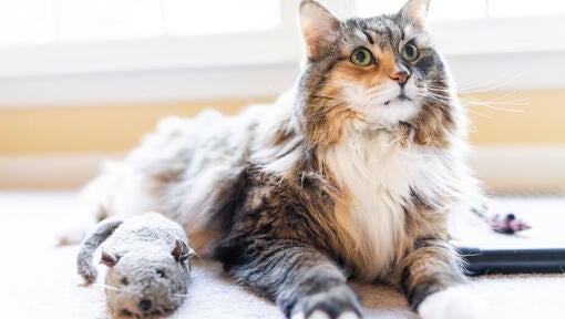 Fluffy cat with soft toy