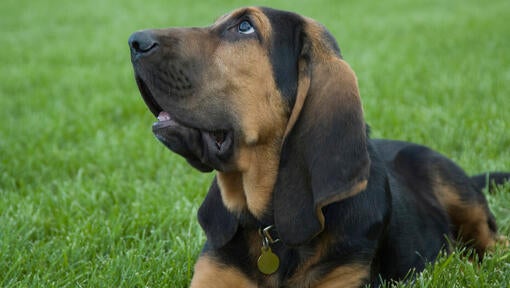 Bloodhound