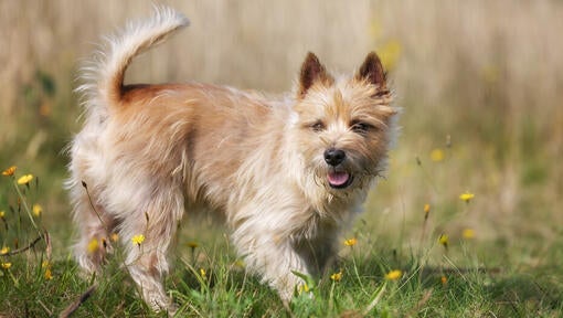 cairn terrier in a field of flowers