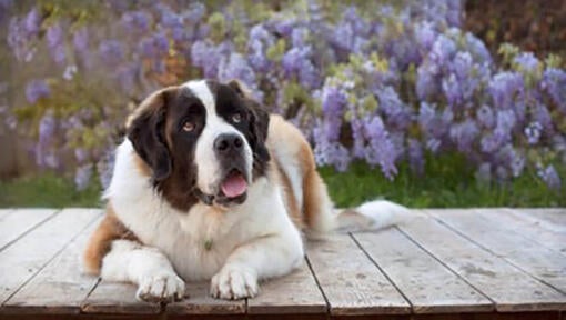 St Bernard lying in front of purple bush with tongue open.