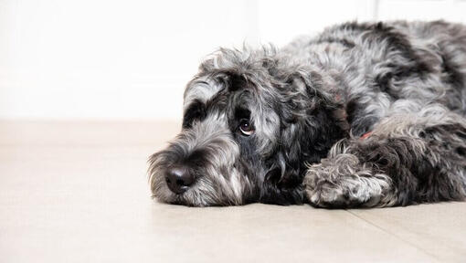 Grey sad dog lying on the floor