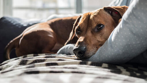 Small brown dog lying on a pillow
