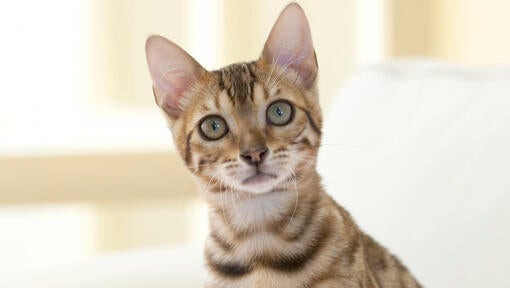 bengal kitten in pink bed