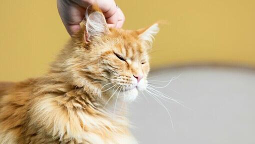 owner scratching ginger cat's head
