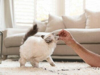 Kitten eating from owner's hand