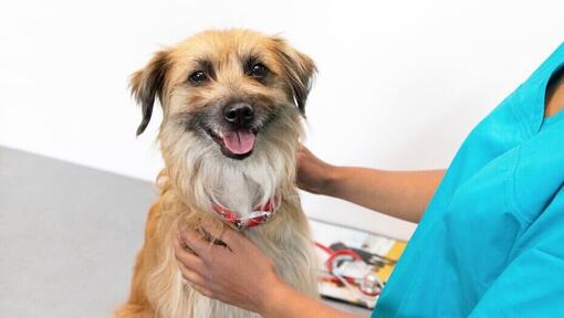 Dog at vets.