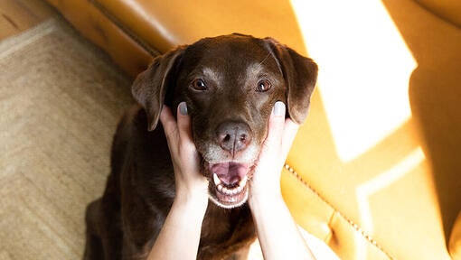 Stroking a dog on the neck