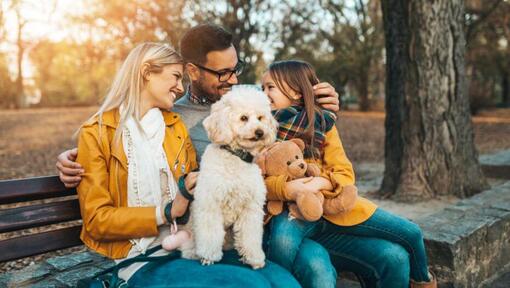 Poodle sitting with the family