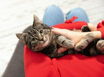 Kitten staring up at owner