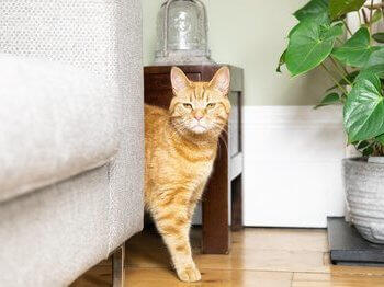 Ginger cat behind sofa