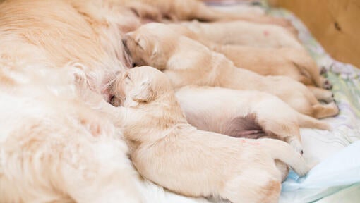 Puppies feeding with mother