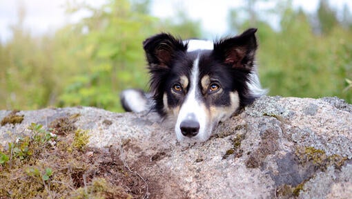 dog resting head on rock