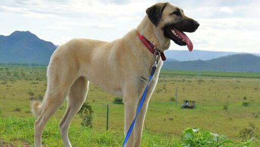 Anatolian Shepherd standing in the field