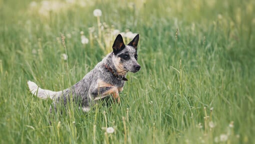 Australian Cattle Dog running in the field