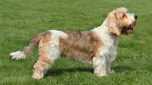 Petit Basset Griffon Vendeen standing on the grass