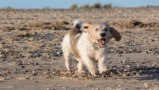 Petit Basset Griffon Vendeen running 