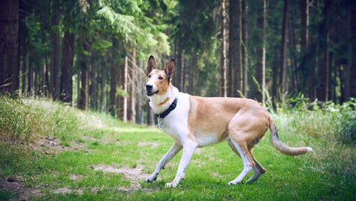 Smooth haired collie in the forest