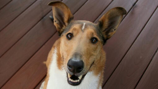 Collie with smooth hair lying