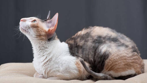 Cornish Rex cat is lying on the sofa