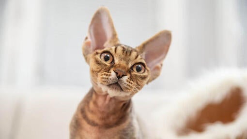 Devon Rex kitten is watching on someone