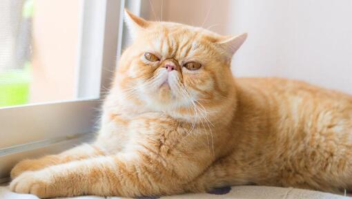 Exotic Shorthair is lying on the windowsill