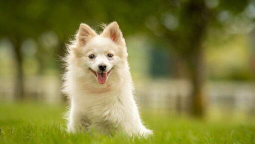 Light German Spitz sitting in the grass