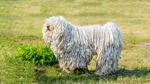 Komondor on the field