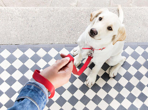 Dog with red collar sitting next to the owner