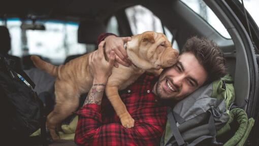 Shar Pei puppy in the hands of the owner