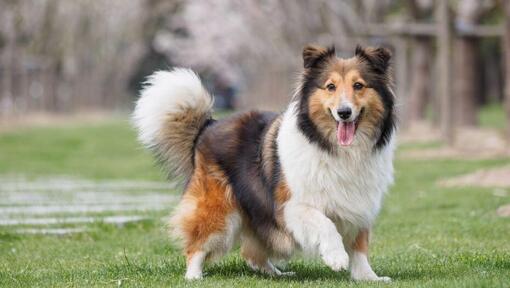 Shetland Sheepdog walking on green grass