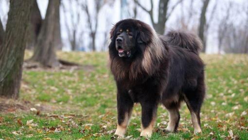 Dark Tibetan Mastiff in the forest