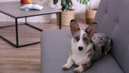 Welsh Corgi lying on the sofa